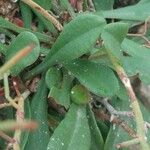 Limonium vulgare Leaf