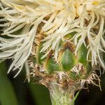 Centaurea dichroantha 花