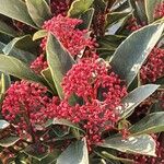 Skimmia japonica Hostoa