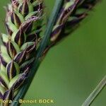 Carex hartmaniorum Hedelmä