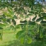 Albizia lebbeck Feuille