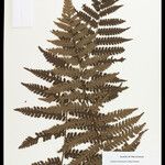 Cyathea surinamensis 叶