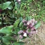 Tradescantia cerinthoides Flower