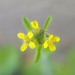 Sisymbrium officinaleFloro