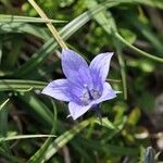 Campanula lasiocarpa Flor