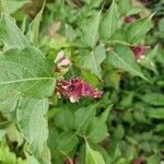 Leycesteria formosaFlor