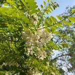 Acacia acanthaster Цвят
