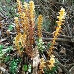 Orobanche hederae Habitat