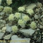 Heracleum pumilum Flower