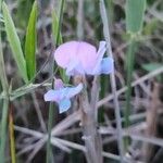 Lathyrus palustris Kwiat
