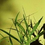 Paspalum distichum पत्ता