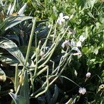 Matthiola incana Fruit