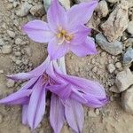 Colchicum persicum Цветок
