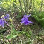 Aquilegia pyrenaica Habitus