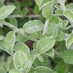 Plecostachys serpyllifolia Leaf