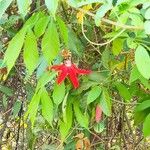 Passiflora coccinea Folla