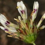 Trifolium willdenovii Blüte