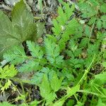 Cardamine impatiens Blad