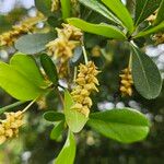 Terminalia buceras Flower