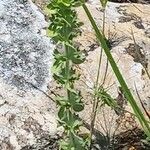 Sideritis montana Likasa