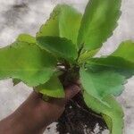 Kalanchoe pinnata Leaf