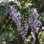 Petrea volubilis Blüte