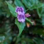 Nothochelone nemorosa Flower