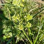 Cyperus eragrostis Плід