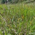 Carex liparocarpos Blüte