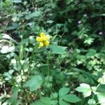 Geum urbanumFlower