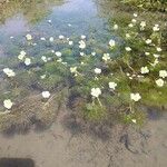 Ranunculus aquatilis 花