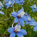 Delphinium leroyi Квітка