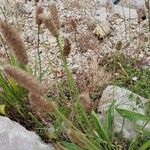 Plantago argenteaList