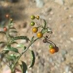 Solanum bonarienseFruit