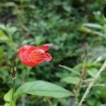Ruellia brevifolia Floare