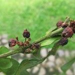 Pauridiantha paucinervis Fruit