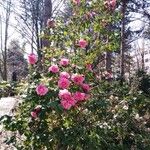 Camellia japonicaFloro