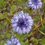 Globularia alypumമറ്റ്