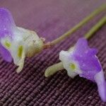 Utricularia pentadactyla Kvet