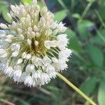 Allium paniculatum Blüte