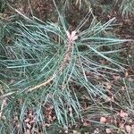 Pinus tabuliformis Leaf