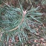 Pinus tabuliformis Feuille