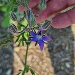 Borago officinalisফুল