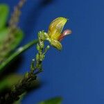 Scaphosepalum microdactylum 花