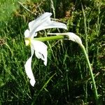 Narcissus poeticus Blüte