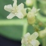 Psychotria pubescens Fleur