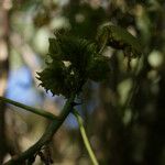 Dombeya ciliata Máis