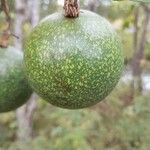 Strychnos spinosa Frucht