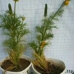 Adonis microcarpa 叶