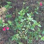 Salvia microphylla Flower